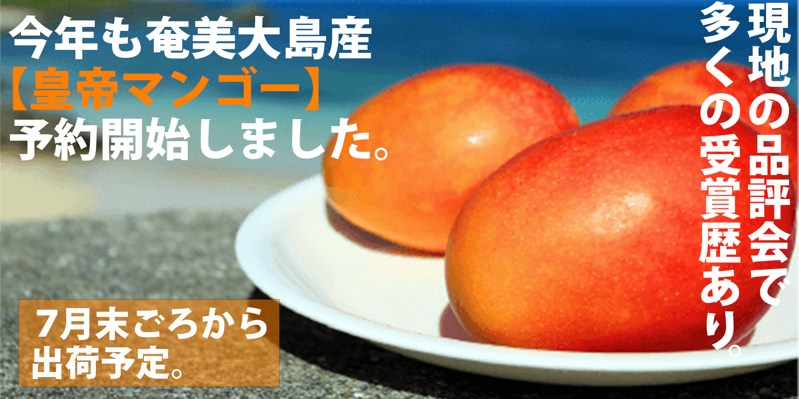 奄美大島産マンゴー