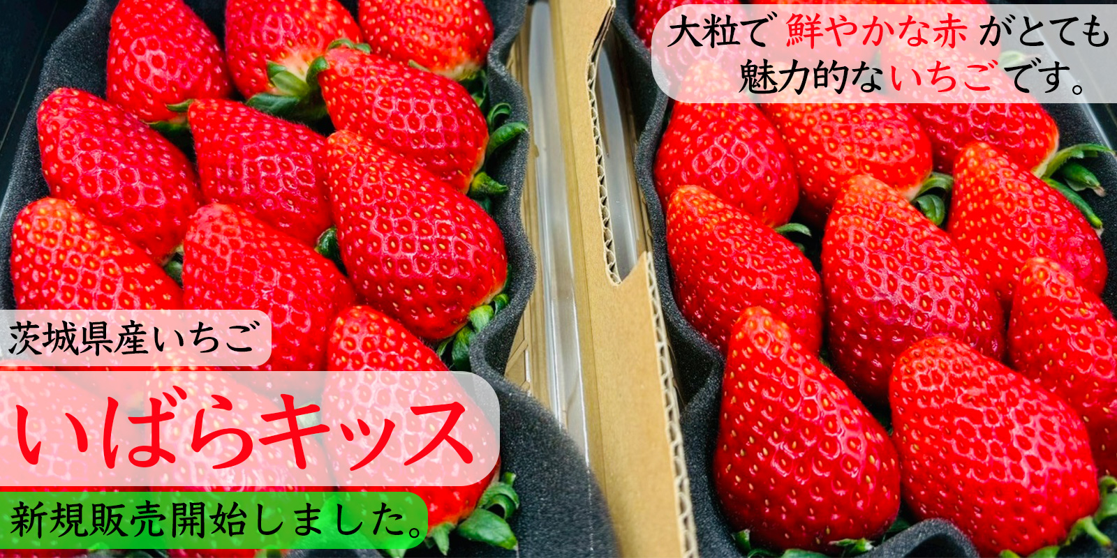 茨城県産いちごいばらキッス販売開始