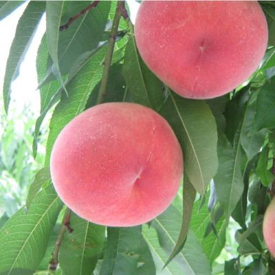【出荷時期：9月上旬頃から9月中旬】福島県産桃　さくら白桃　6kg(16～20玉)