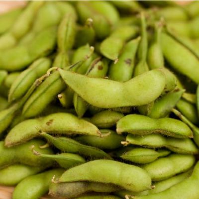 【出荷：8月上旬から9月上旬】だだちゃ豆　贈答用木箱　750g（250g×3）